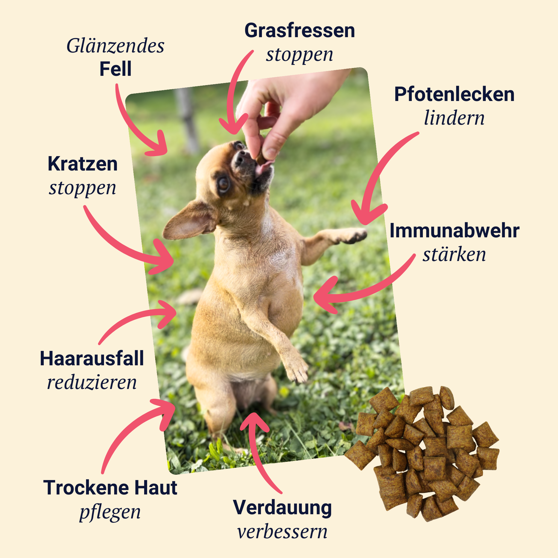 Belly Biotics (lonček)