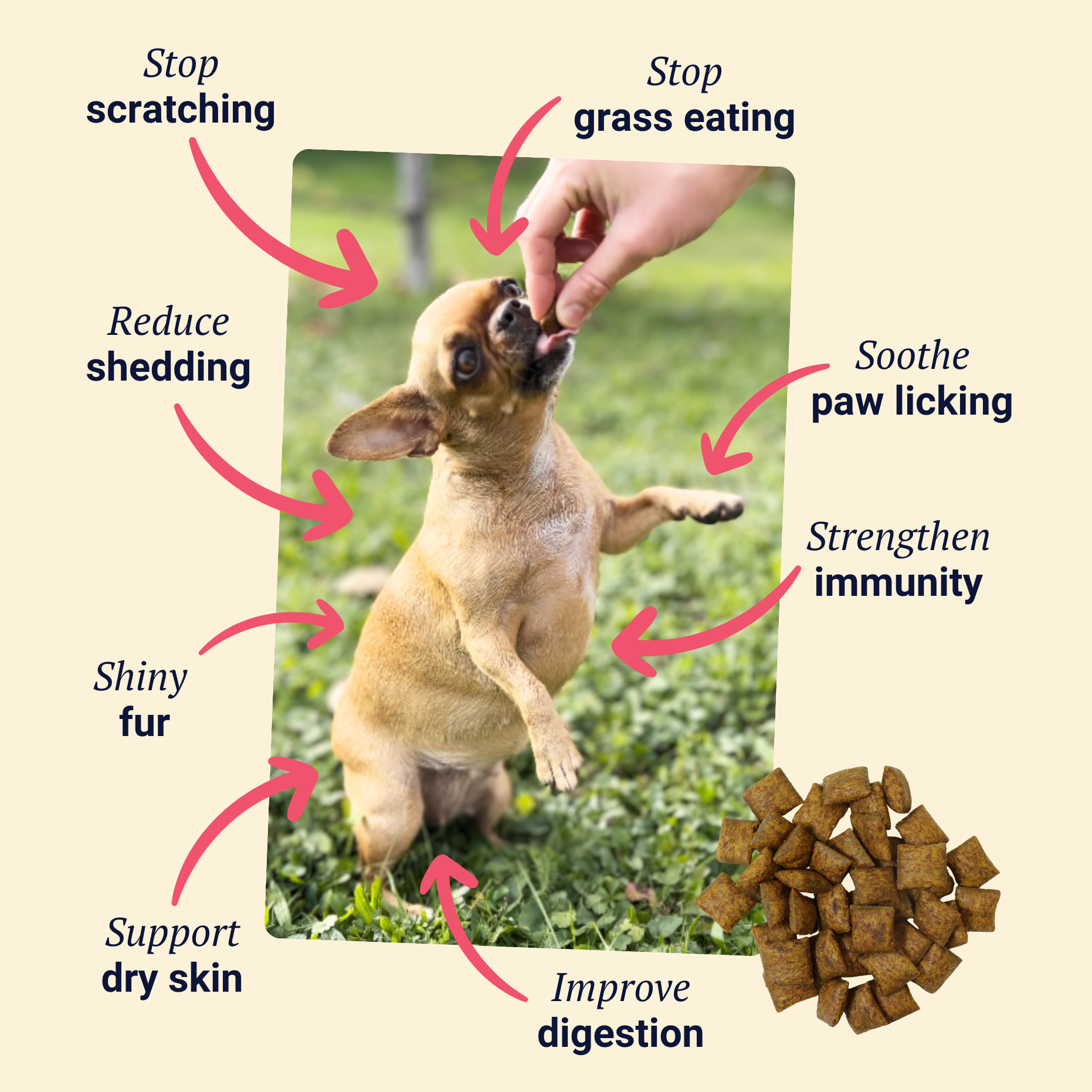 Belly Biotics (lonček)