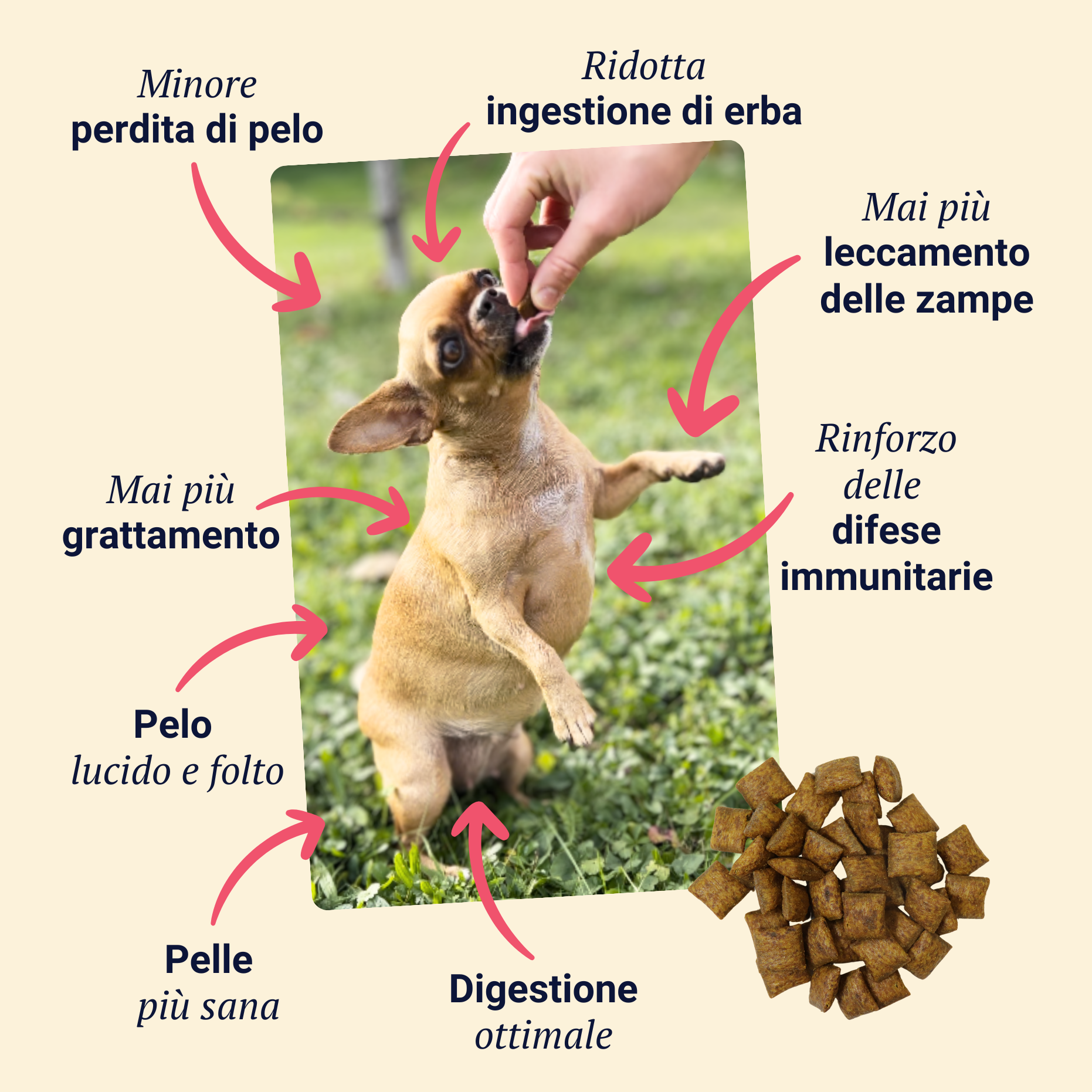 Belly Biotics (lonček)