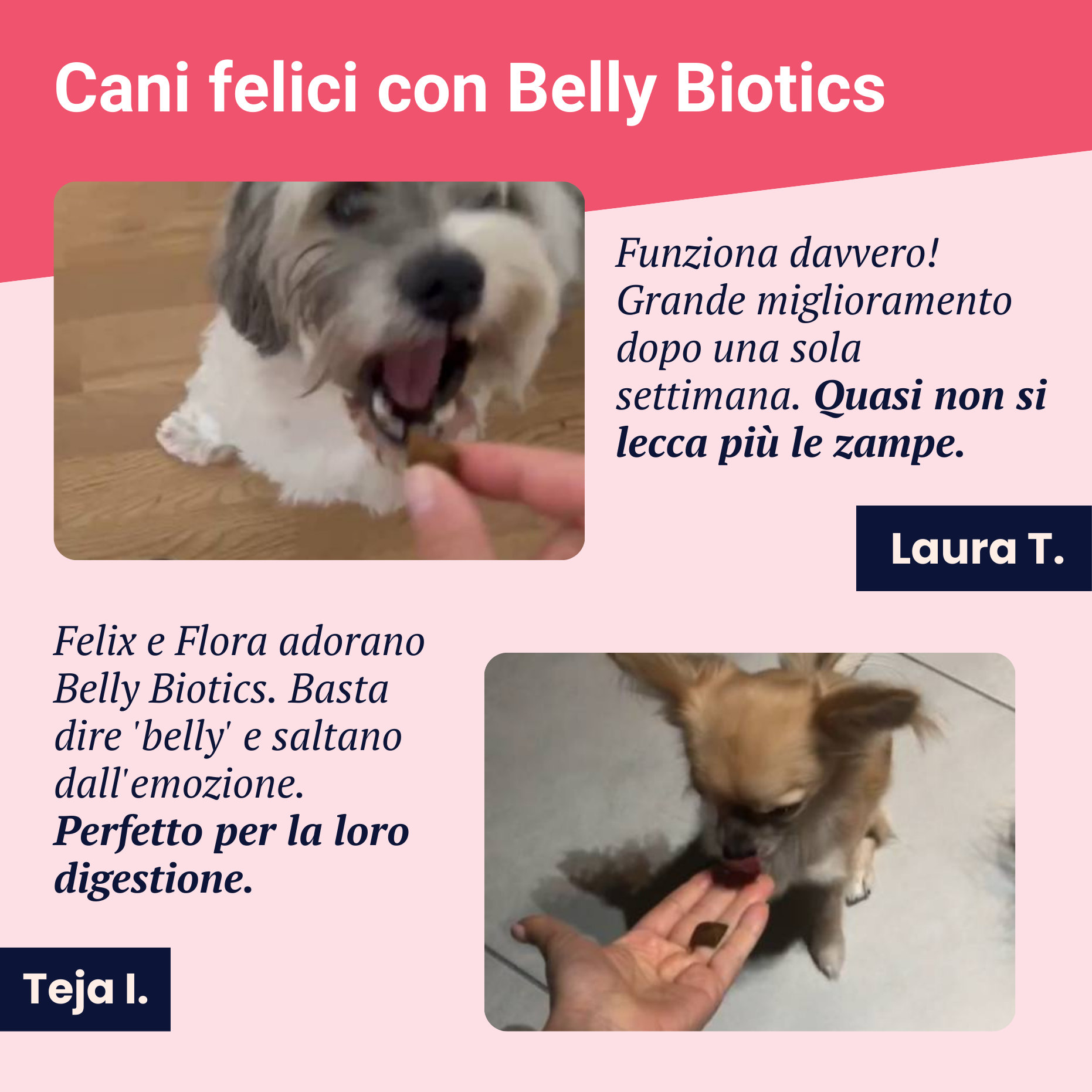 Belly Biotics (lonček)