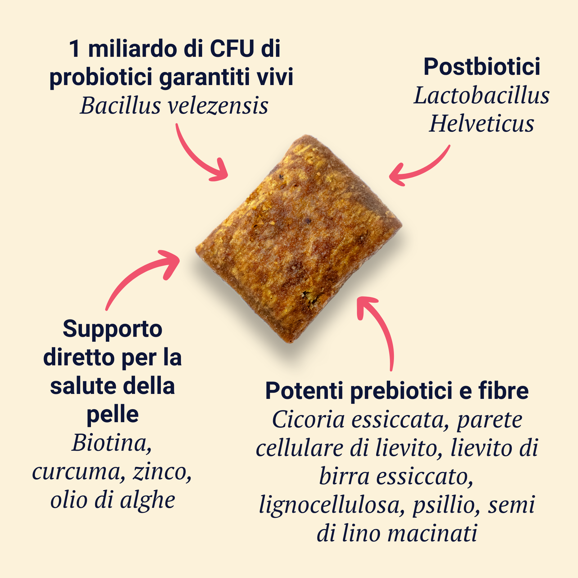 Belly Biotics (lonček)