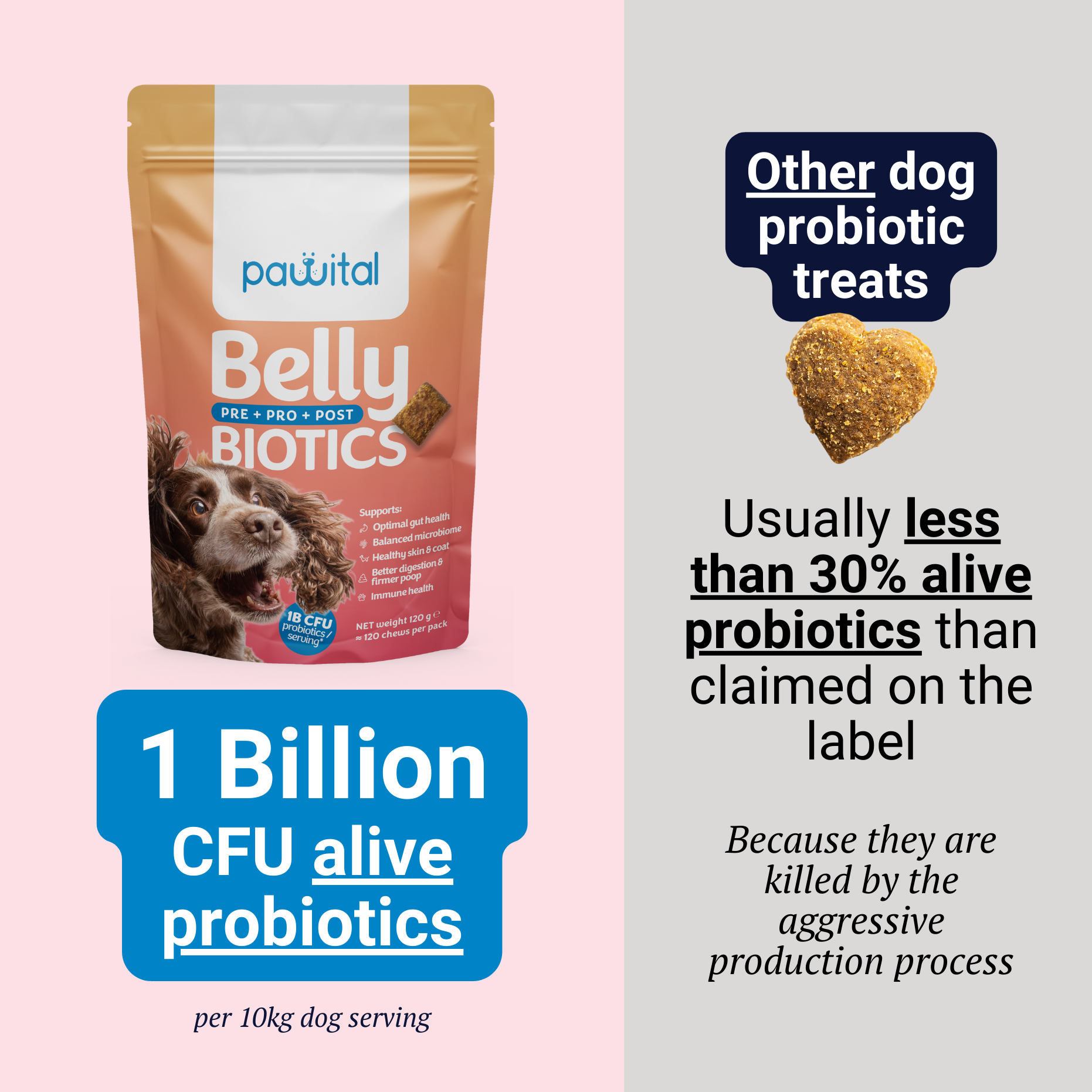 Belly Biotics Maintain