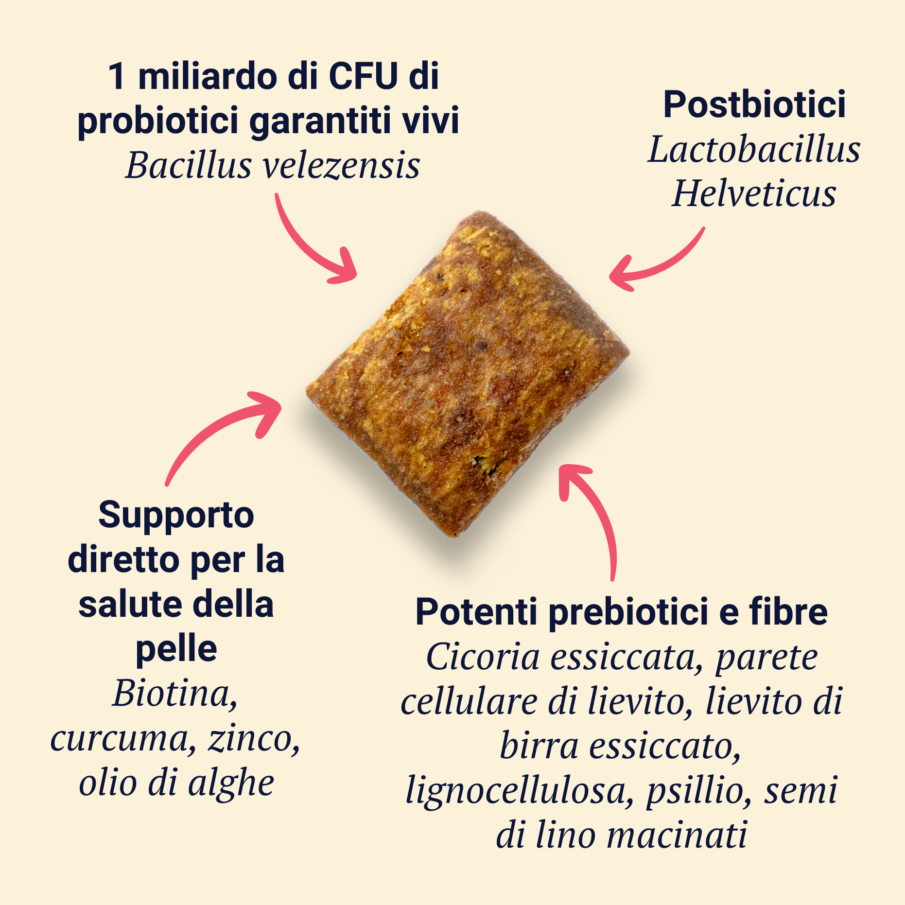 Belly Biotics Maintain